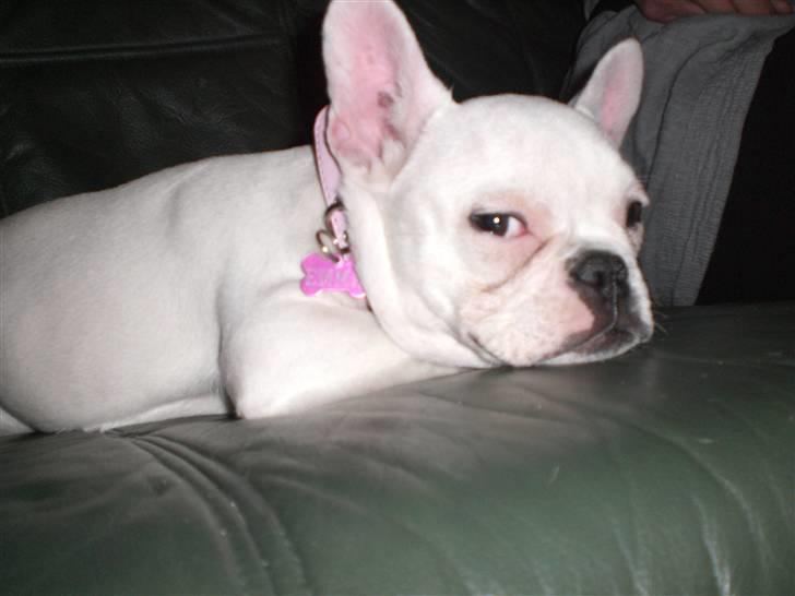 Fransk bulldog emma - emma billede 8