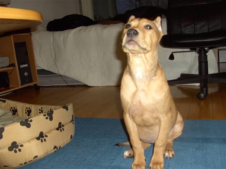 Amerikansk staffordshire terrier Gina billede 1