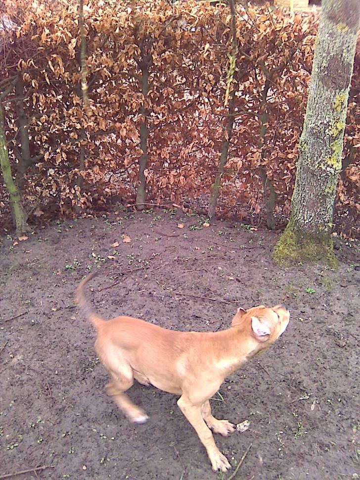 Amerikansk staffordshire terrier Gina billede 2