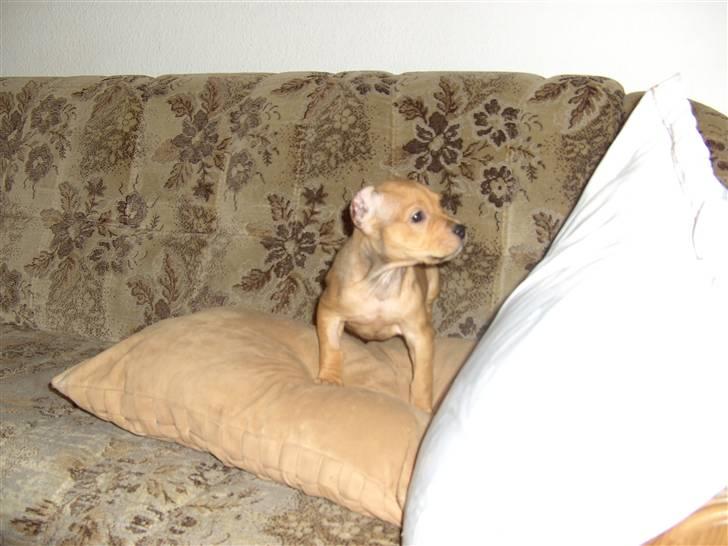 Amerikansk staffordshire terrier Gina billede 3