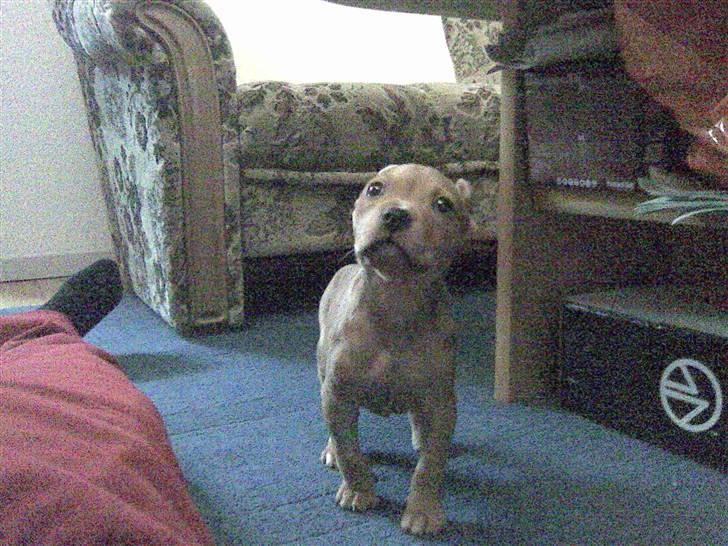 Amerikansk staffordshire terrier Gina billede 4