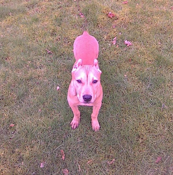 Amerikansk staffordshire terrier Gina billede 5