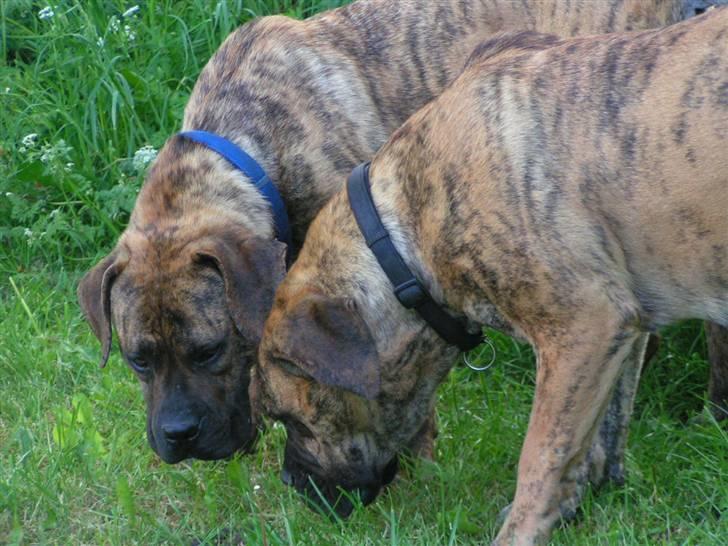 Boerboel TEGLBORG NANDI billede 13