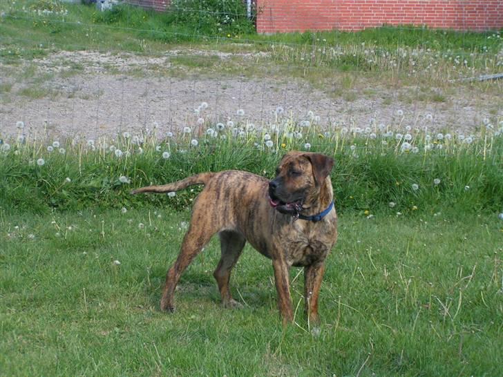 Boerboel TEGLBORG NANDI billede 14