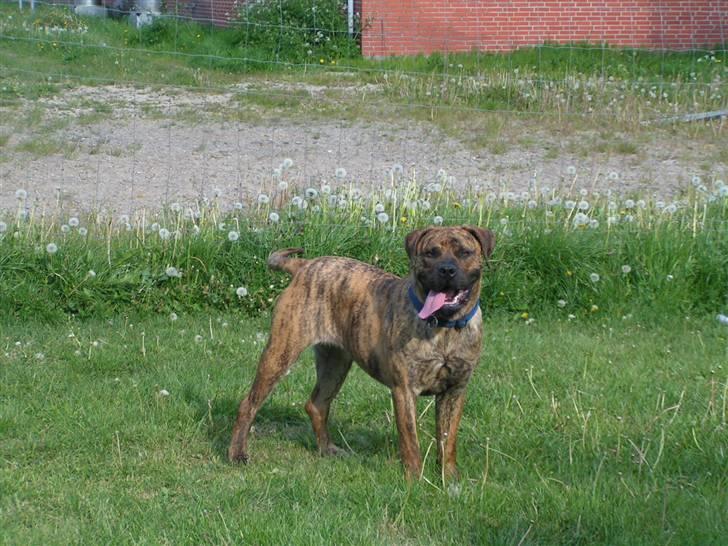 Boerboel TEGLBORG NANDI billede 15