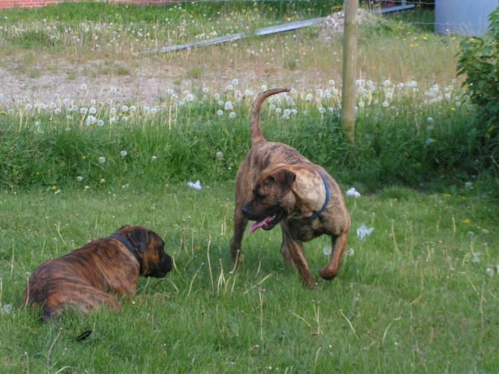 Boerboel TEGLBORG NANDI billede 16