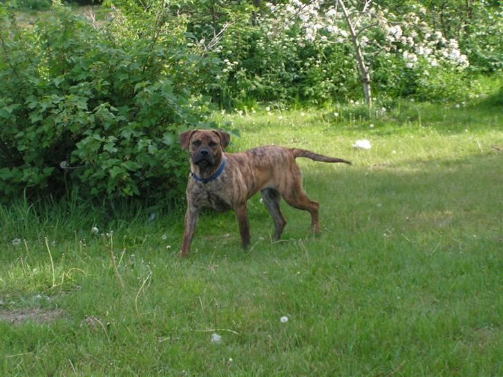 Boerboel TEGLBORG NANDI billede 17
