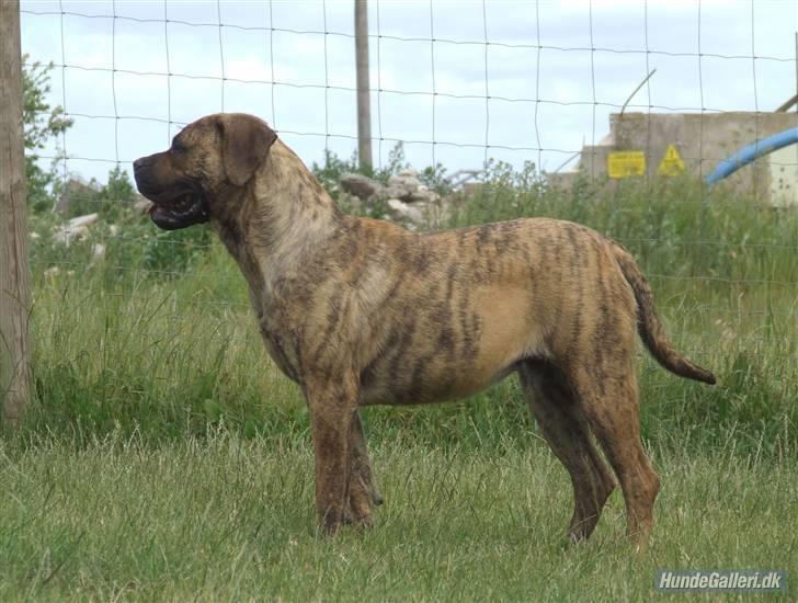 Boerboel TEGLBORG NANDI billede 18