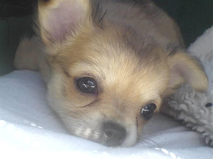 Chihuahua Bonzo billede 6