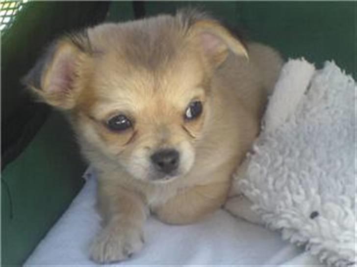 Chihuahua Bonzo billede 7