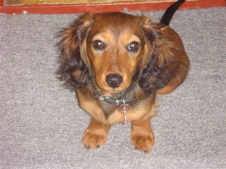 Dværggravhund Bellla billede 7