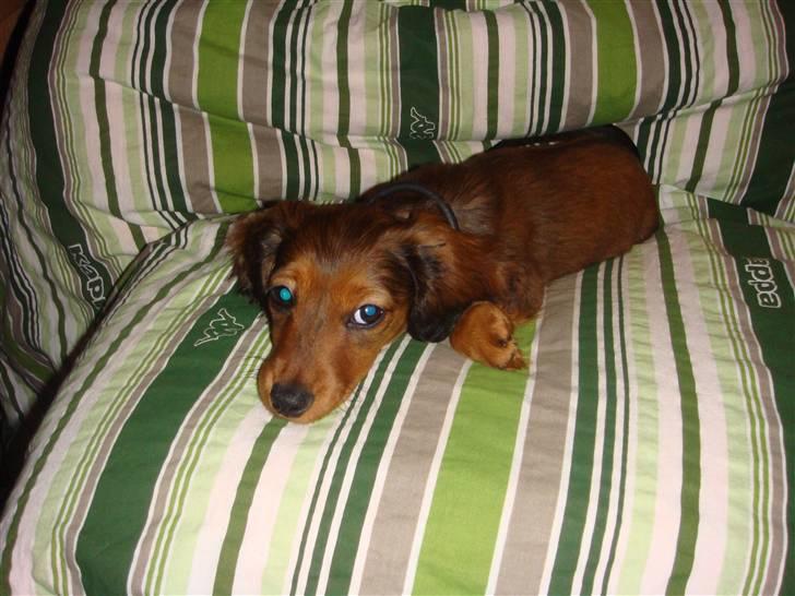 Dværggravhund Bellla billede 8