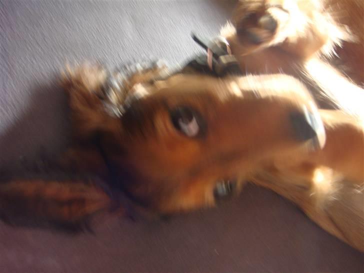 Dværggravhund Bellla billede 9