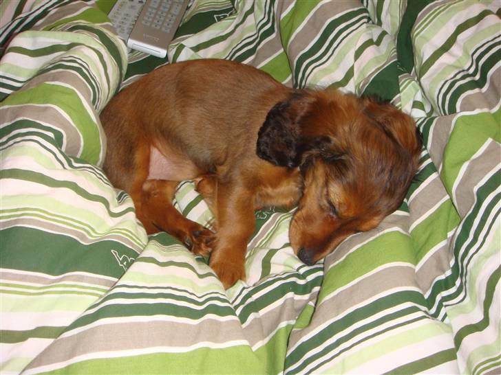 Dværggravhund Bellla billede 10