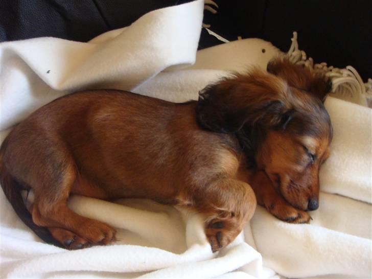 Dværggravhund Bellla billede 11