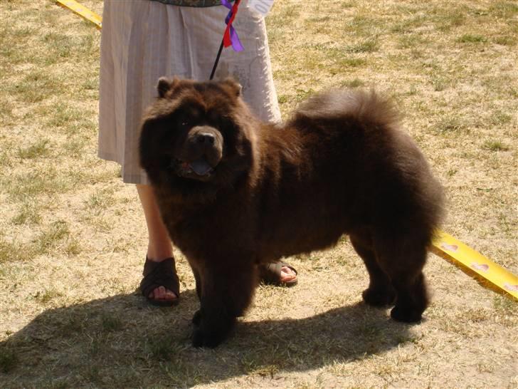 Chow chow Fun-Hais Kurona - Så har jeg været på udstilling igen og blev bedste åben klasse tæve med exelent billede 13