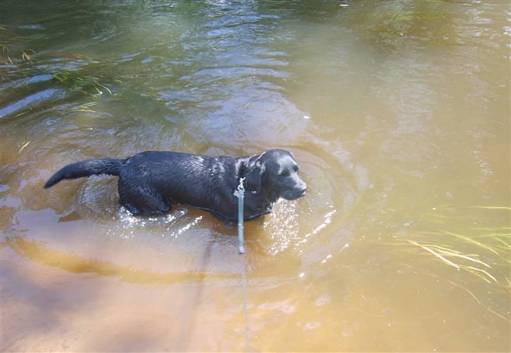 Labrador retriever Sandy. - Mig i åen, hvor den sol dog er træls, får den i øjnene. billede 11