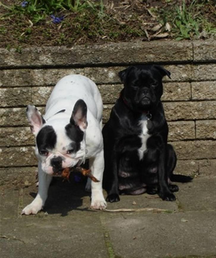 Blanding af racer Monty  - Min far Cliff og min mor Carla billede 8