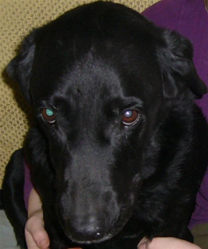 Labrador retriever buller billede 6