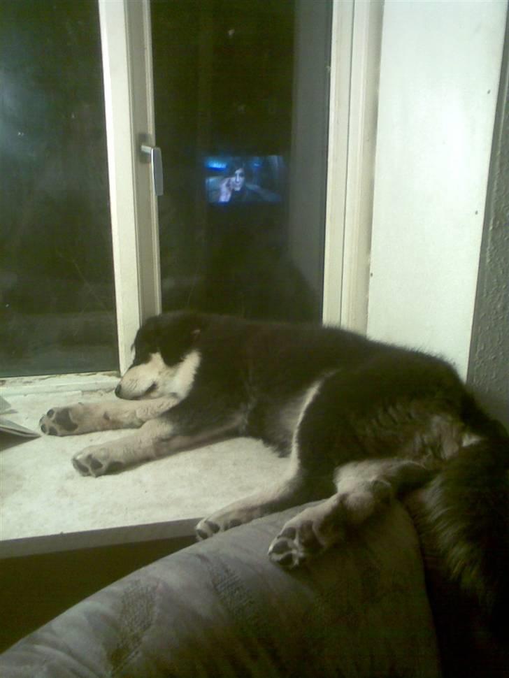 Tibetansk mastiff Tseepo - Mit yndlings sovested.... Vindueskarmen      17 UGER billede 13