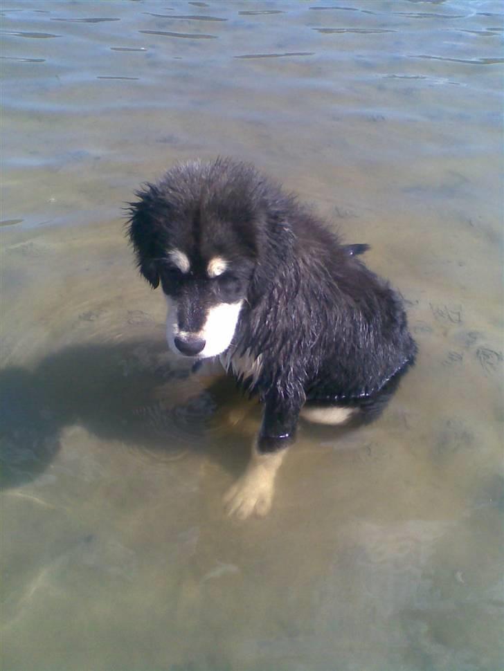 Tibetansk mastiff Tseepo - Det er dejligt at sidde i det kølige vand     18 UGER billede 14