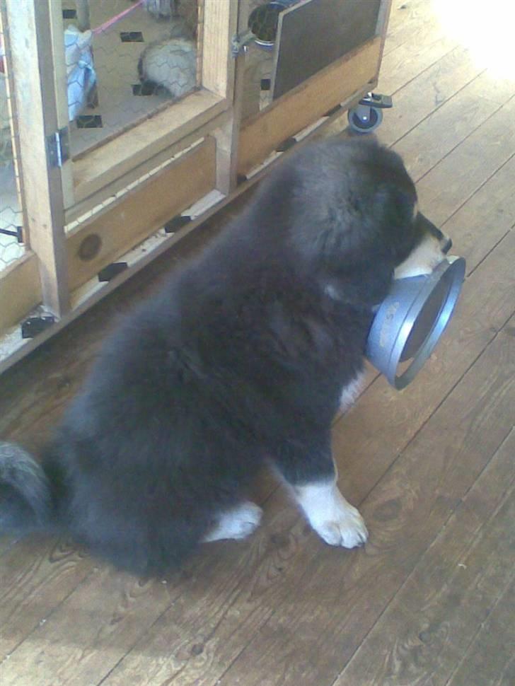 Tibetansk mastiff Tseepo - Jeg vil gerne have mere mad... Tak     11 UGER billede 15