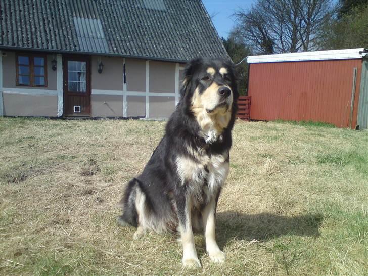 Tibetansk mastiff Tseepo billede 16