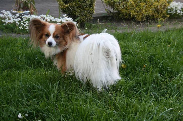 Papillon Feline *Aflivet :'(* - Møffe i haven. billede 17