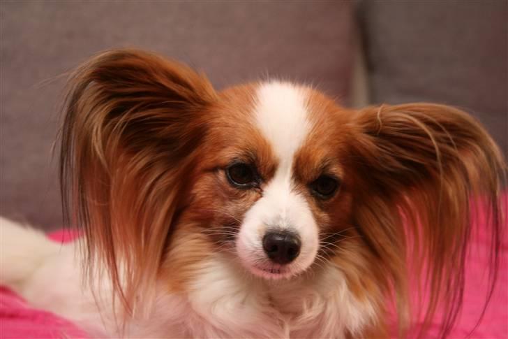 Papillon Feline *Aflivet :'(* - Feline i min seng <3 billede 18