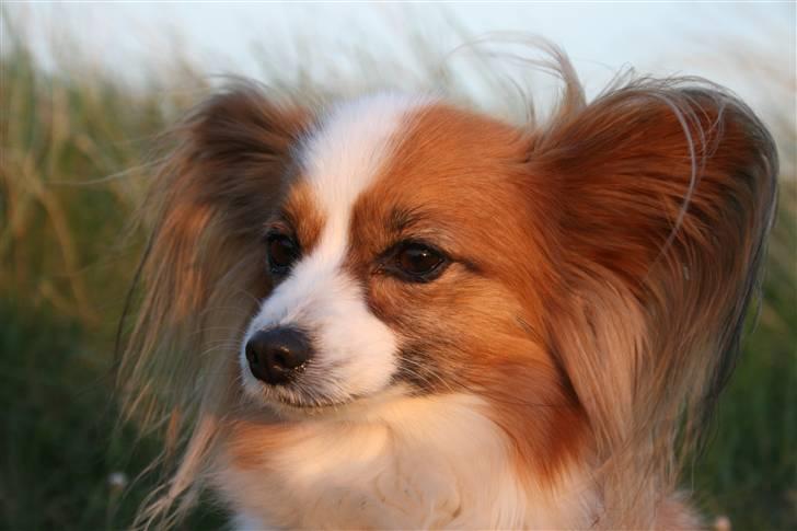 Papillon Feline *Aflivet :'(* - Møffe i klitterne <3 billede 19