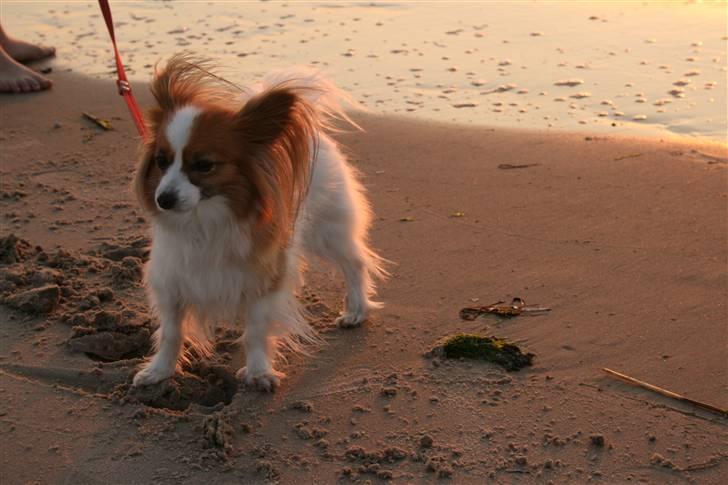 Papillon Feline *Aflivet :'(* - Møffe på stranden <3 billede 20