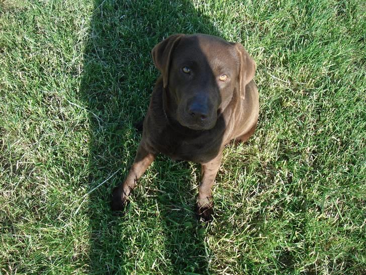 Labrador retriever Mitsy billede 1