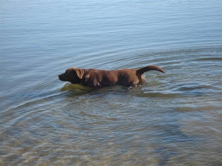 Labrador retriever Mitsy billede 2