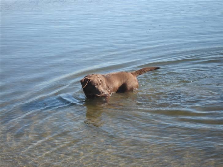 Labrador retriever Mitsy billede 3