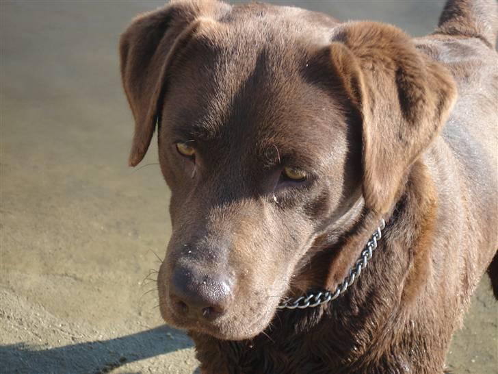 Labrador retriever Mitsy billede 4