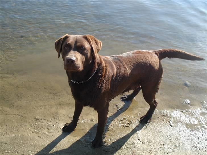 Labrador retriever Mitsy billede 5