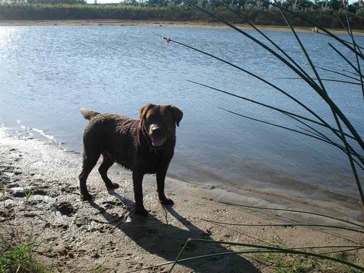 Labrador retriever Mitsy billede 6