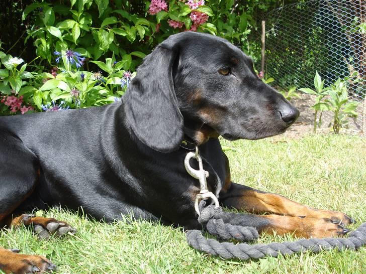 Bayersk vildtsporhund Maja - lækkert billede billede 18