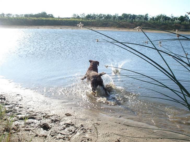 Labrador retriever Mitsy billede 7
