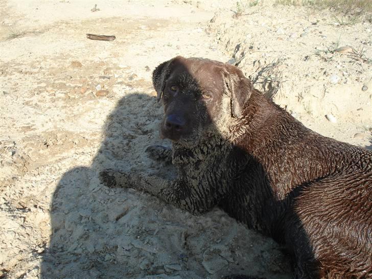 Labrador retriever Mitsy billede 10