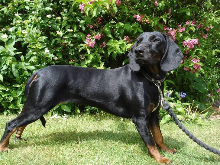 Bayersk vildtsporhund Maja - Maja kan stå pænt billede 19