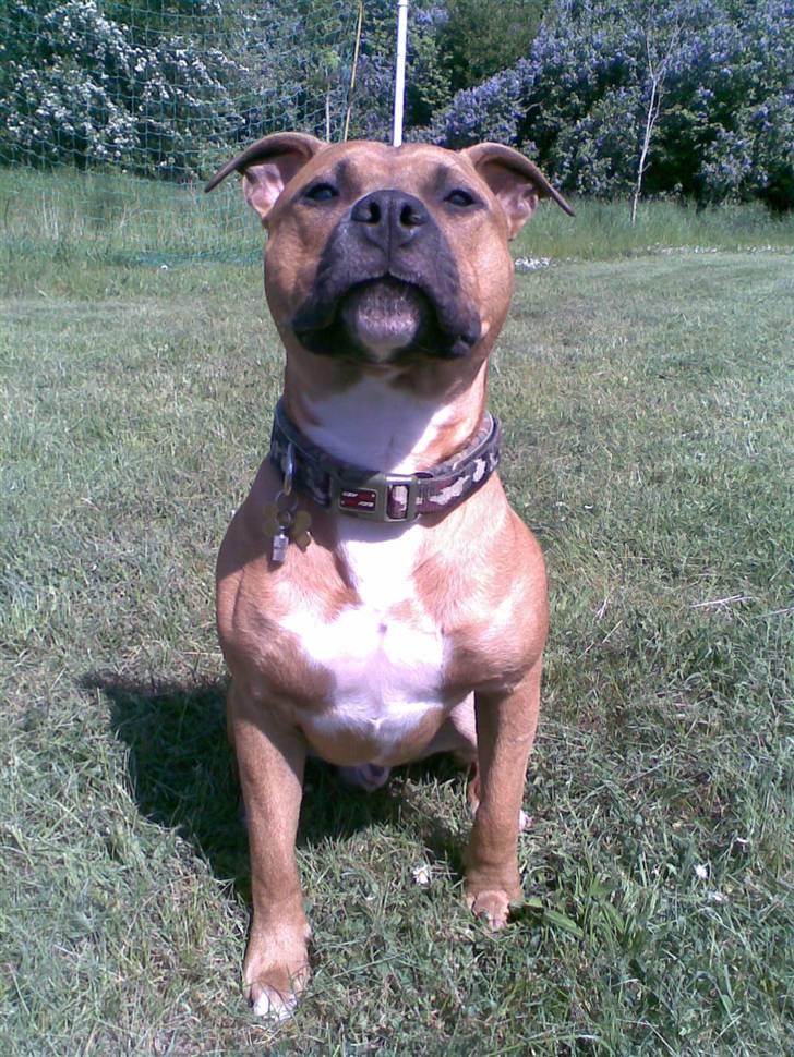 Amerikansk staffordshire terrier Spike billede 1