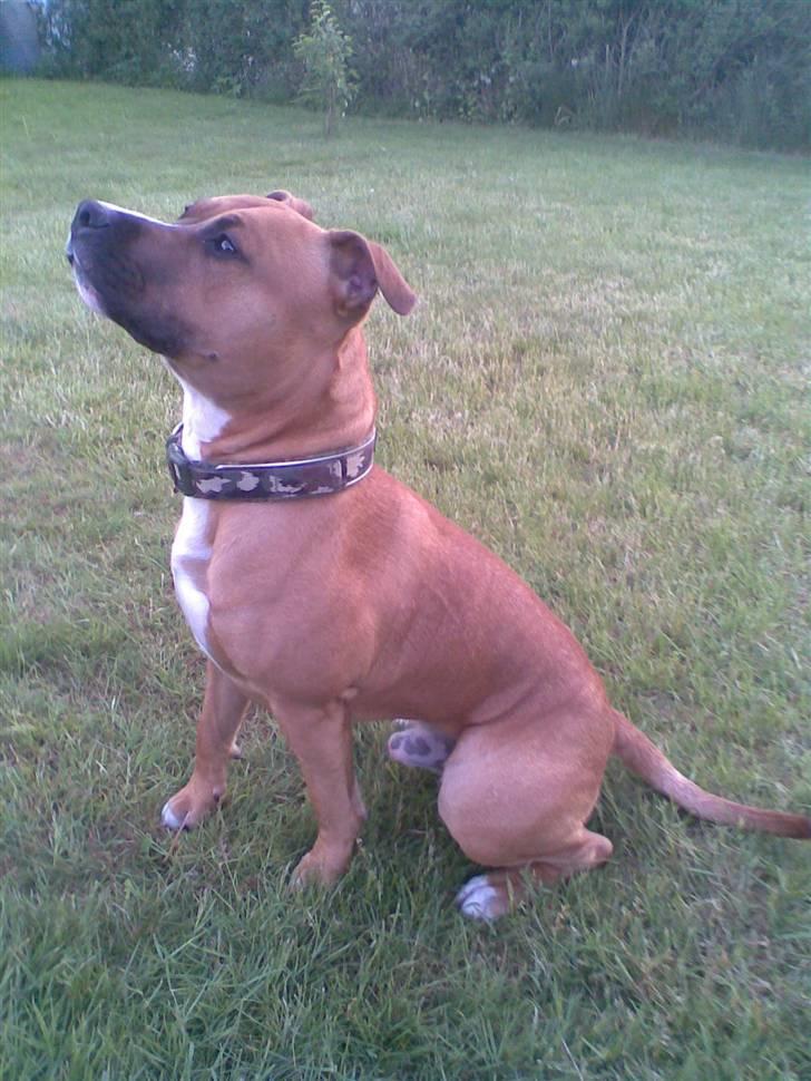 Amerikansk staffordshire terrier Spike -  kong Spike . !! billede 2