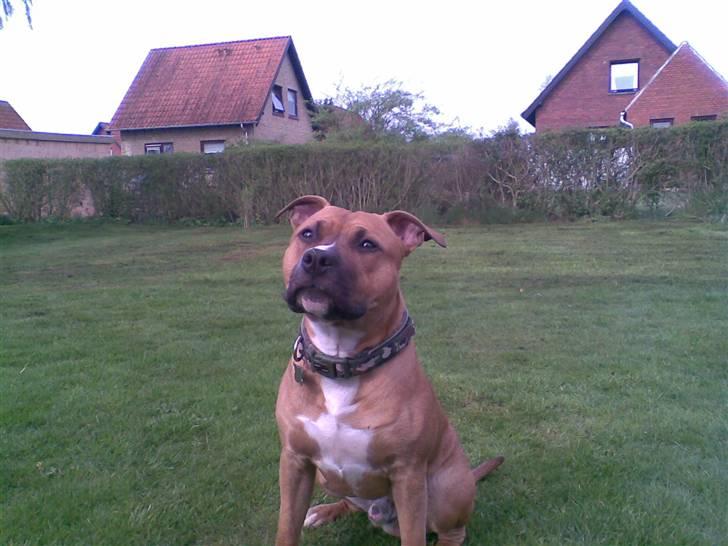 Amerikansk staffordshire terrier Spike - store dogger Spike .  billede 3