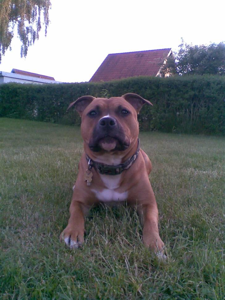 Amerikansk staffordshire terrier Spike -  ude & lege i haven :b billede 4