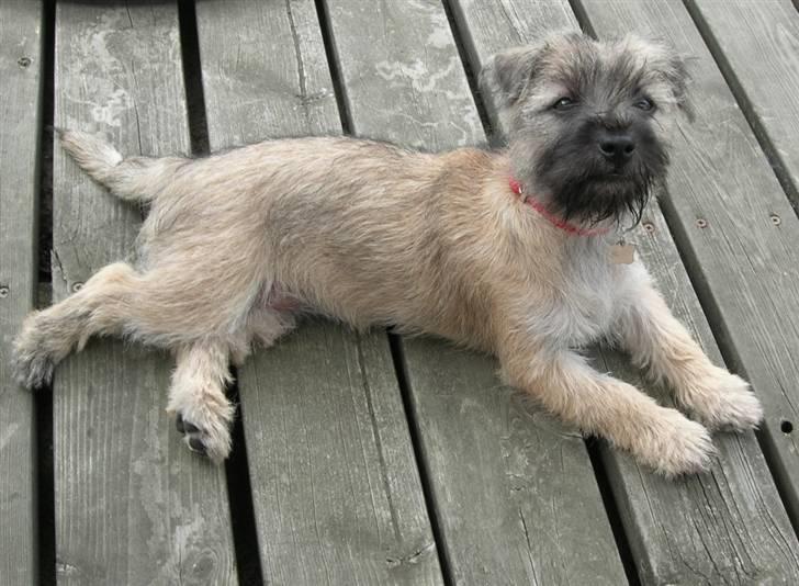 Cairn terrier Fie <3 *VIP* - Sommeren, 2005. Kort efter vi fik hende :-) billede 11