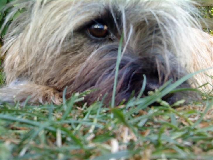 Cairn terrier Fie <3 *VIP* - Flotte Fie i haven 2006.  billede 12