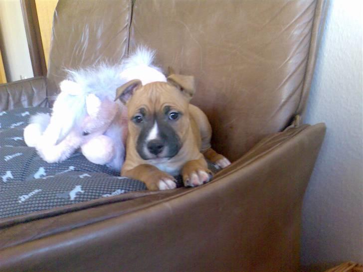 Amerikansk staffordshire terrier Spike - Spike ´ da han var lige præcis 8 uger . <3 billede 5