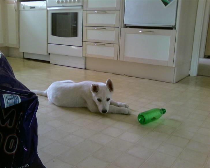 Blanding af racer Buffie billede 11