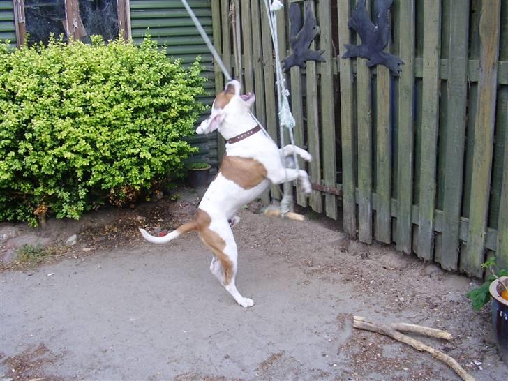 Blanding af racer tyson billede 8